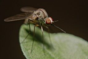 bloody mosquito closeup