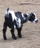 small black goat with white spots