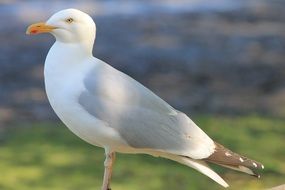 white seagull on the beach