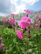 red campion in the botanical garden