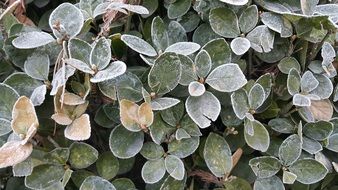 plants in frost