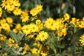 closeup picture of yellow flowers in the summer garden