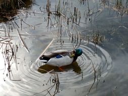 Duck is a water bird