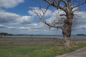 Picture of tree on an empty beach