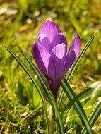 purple crocus in a meadow close-up