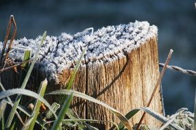 tree winter hoarfrost