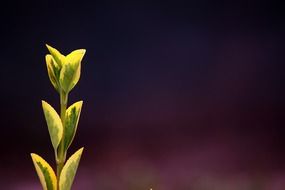 Macro of the green and yellow leaves