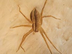 scary prickly spider closeup