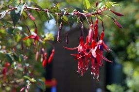 Red fuchsia plant garden floral petal