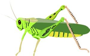 green grasshopper, illustration