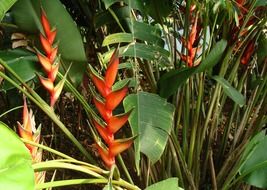 Heliconia in the bushes, india