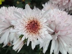 bright chrysanthemum plant close-up on blurred background