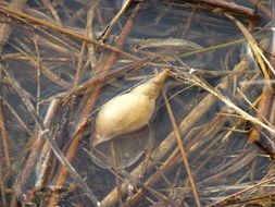 Picture of freshwater snail