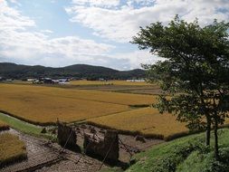 top view of yamada's rice fields