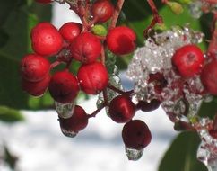 red berries in frost