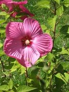 pink monster hibiscus flower