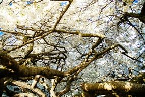 flowering white blossoms on a tree