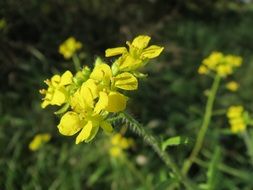 yellow mustard flowers