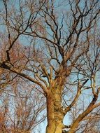 bare trees on a sunny day