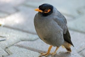 gray bird on the ground