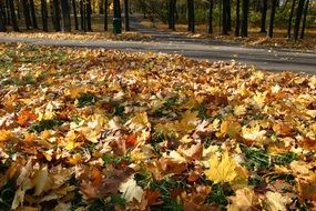 Colorful autumn foliage in the park