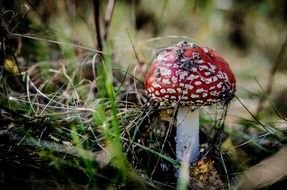 fly agaric among dry grass