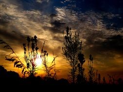 wildflowers at dusk