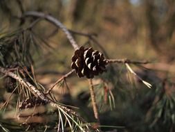 pine cone on a dry branch close-up on blurred background