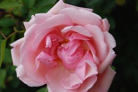 beautiful rose flower close up