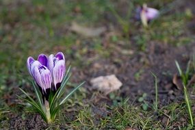 wonderful crocus spring bloom close-up on blurred background