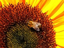 a fly sits on the core of a sunflower