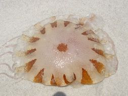 Big brown jellyfish