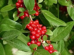 red berries leaves close view