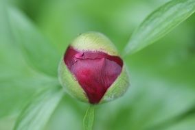 red bud on a rhododendron bush