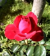 Scarlet rose in an abandoned garden