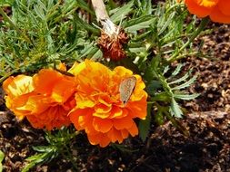 butterfly on an orange garden flower