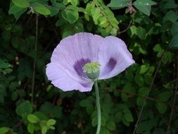 Blue poppy near the green plants