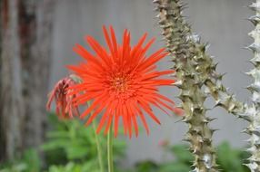 Red daisy flower blossoms