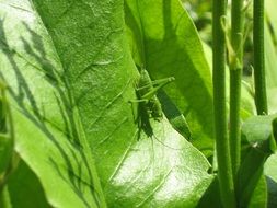 Green grasshopper on a green leaf in nature