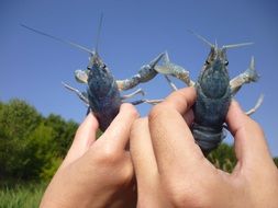 Two crayfish in the hands