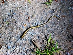 golden serpent on stone soil