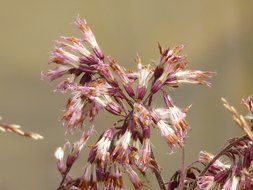 flower adenostiles