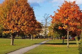 colorful autumn foliage outdoors