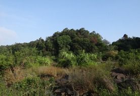 vegetation on the river bed