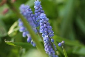 stunning grape hyacinth