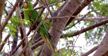bird parrot nature