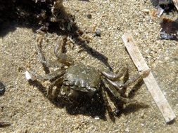 crab on the sea sand