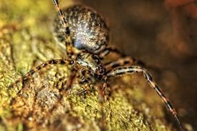 closeup of a spider in wildlife