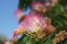 Dry flower pink bush blossom