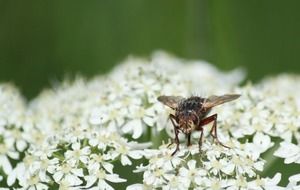 a fly sits on a white flower close up